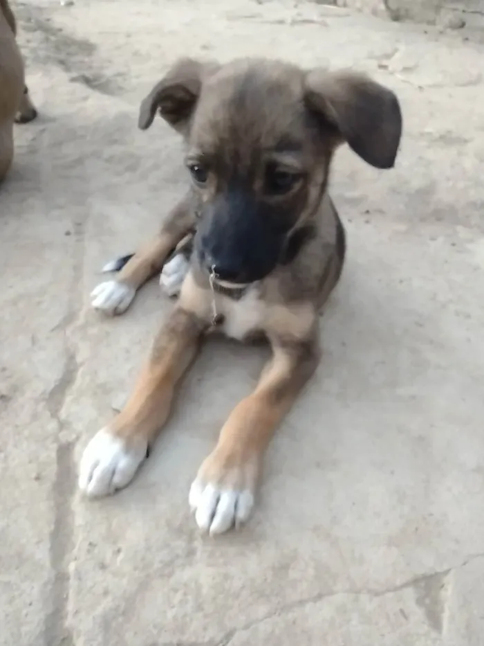 Cachorro ra a Sem raça definida  idade 2 a 6 meses nome Sem nome 