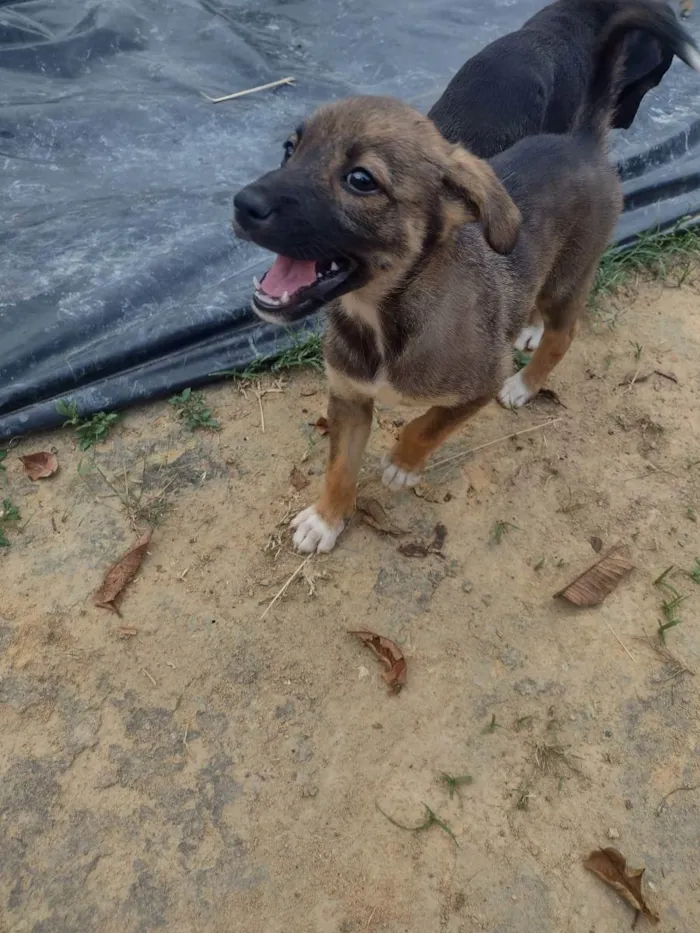 Cachorro ra a Sem raça definida  idade 2 a 6 meses nome Sem nome 