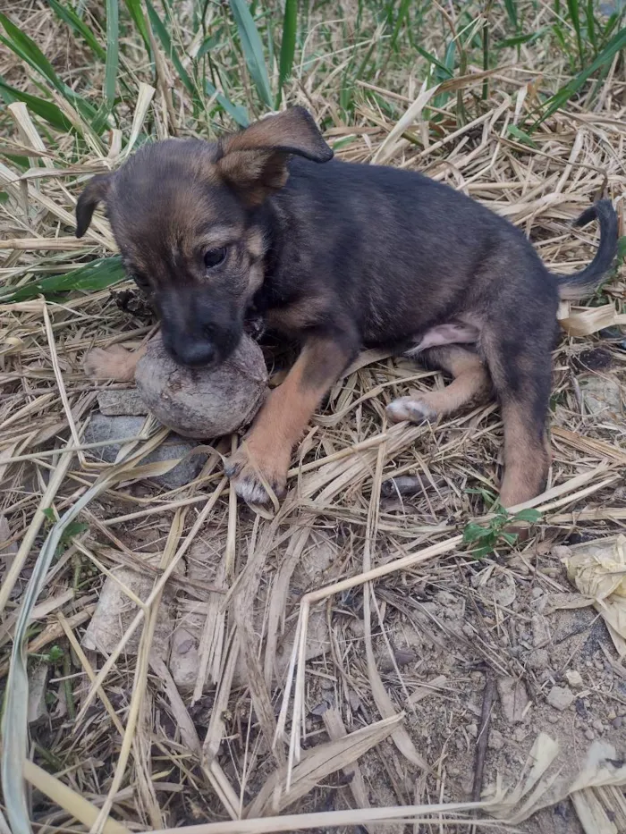 Cachorro ra a Sem raça definida  idade 2 a 6 meses nome Sem nome 