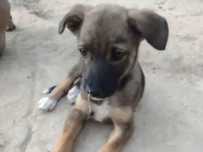 Cachorro ra a Sem raça definida  idade 2 a 6 meses nome Sem nome 
