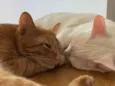 Tafarel e Mia