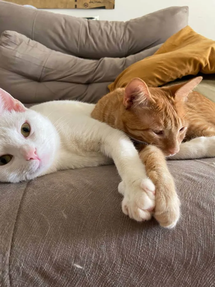 Gato ra a Felino SRD idade 1 ano nome Tafarel e Mia