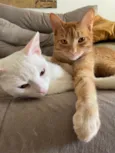 Tafarel e Mia