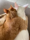 Tafarel e Mia