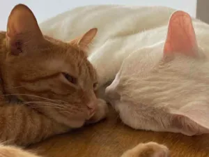 Gato raça Felino SRD idade 1 ano nome Tafarel e Mia