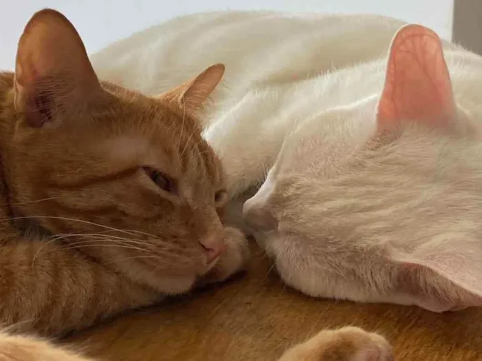 Gato ra a Felino SRD idade 1 ano nome Tafarel e Mia