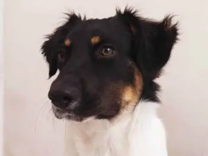 Cachorro raça SRD idade 2 a 6 meses nome Amendoim 