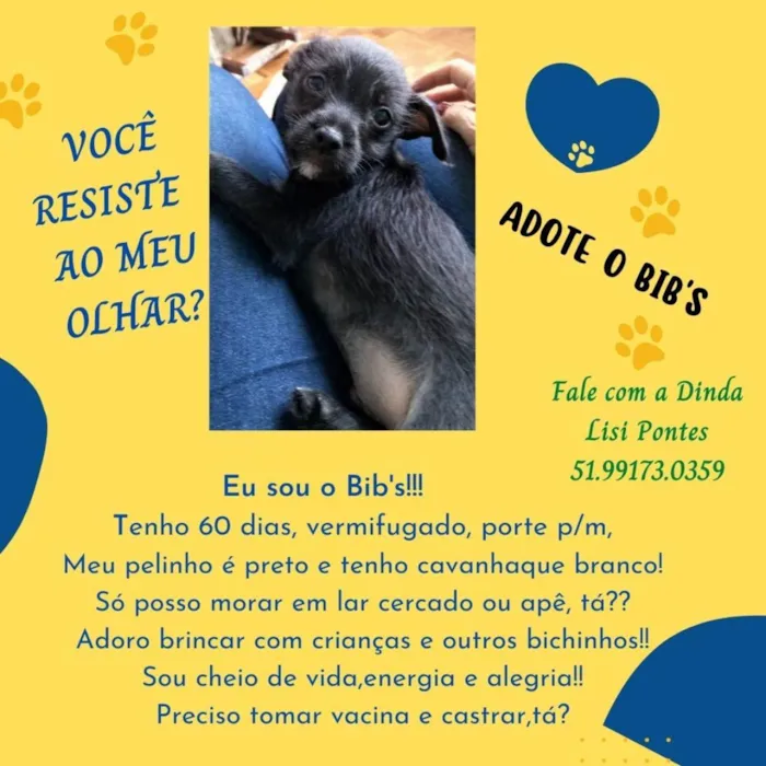 Cachorro ra a S/R idade Abaixo de 2 meses nome BIB'S