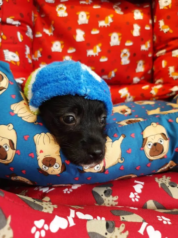 Cachorro ra a S/R idade Abaixo de 2 meses nome BIB'S