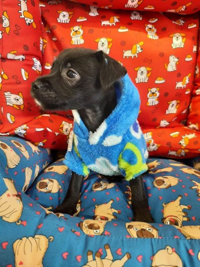 Cachorro ra a S/R idade Abaixo de 2 meses nome BIB'S
