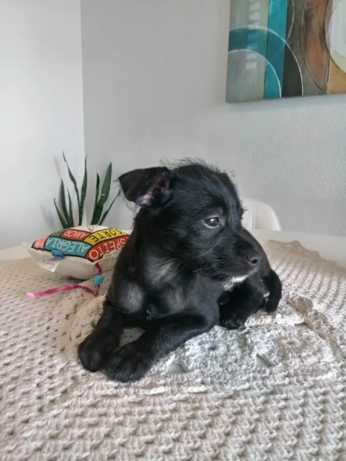 Cachorro ra a S/R idade Abaixo de 2 meses nome BIB'S