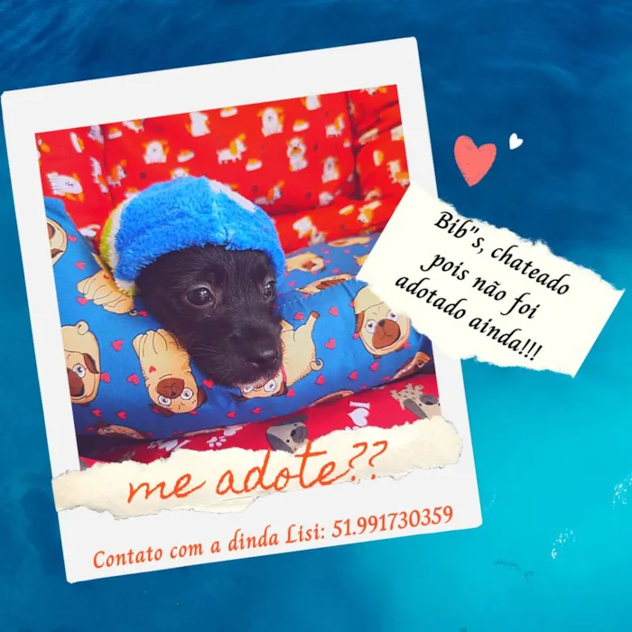 Cachorro ra a S/R idade Abaixo de 2 meses nome BIB'S