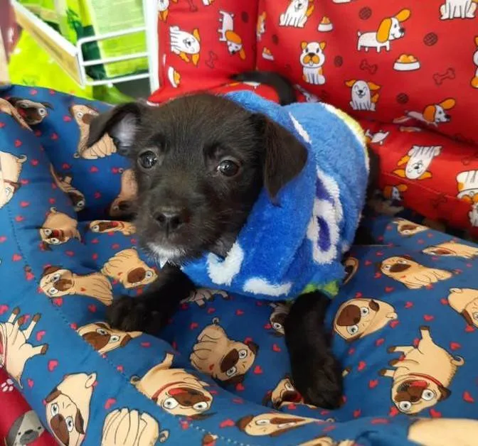 Cachorro ra a S/R idade Abaixo de 2 meses nome BIB'S