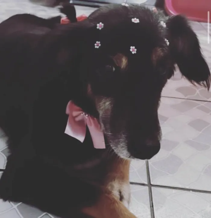 Cachorro ra a SRD  idade 6 ou mais anos nome Luisa 