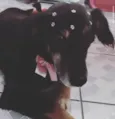 Luisa