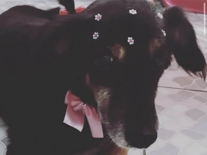 Cachorro ra a SRD  idade 6 ou mais anos nome Luisa 