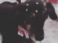 Luisa