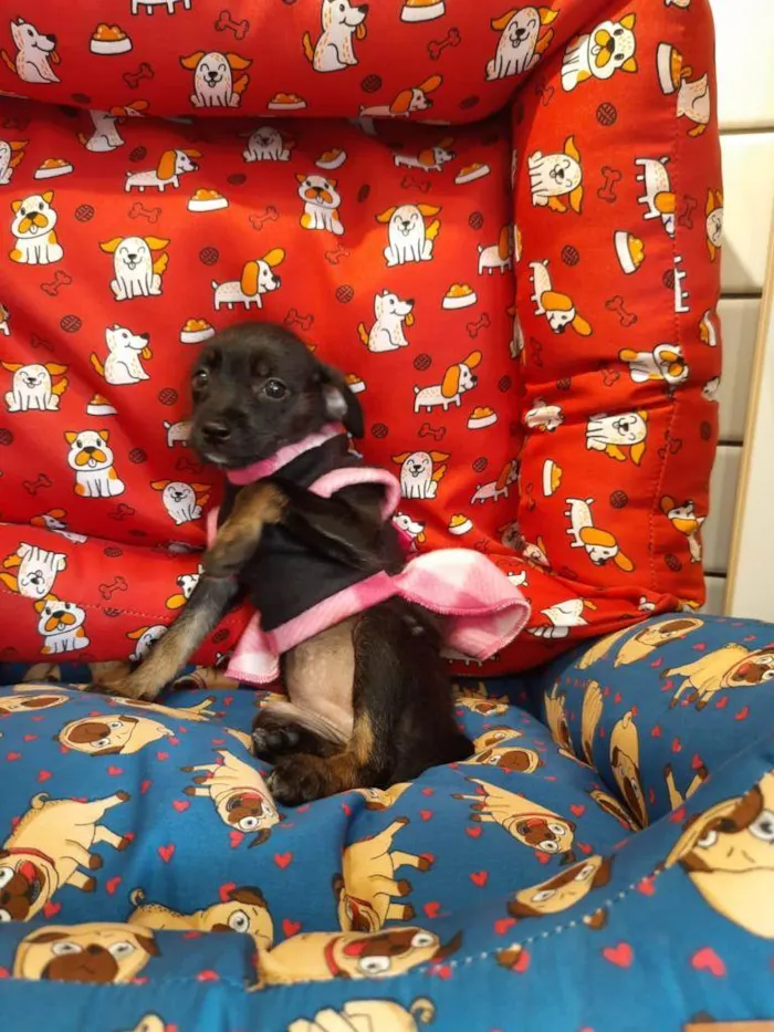 Cachorro ra a S/R idade 2 a 6 meses nome DOCINHO