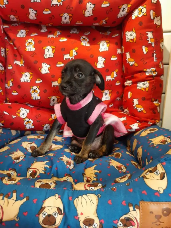 Cachorro ra a S/R idade 2 a 6 meses nome DOCINHO