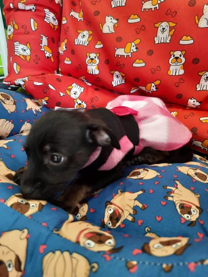 Cachorro ra a S/R idade 2 a 6 meses nome DOCINHO