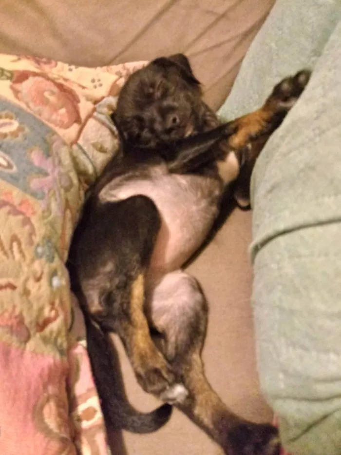 Cachorro ra a S/R idade 2 a 6 meses nome DOCINHO