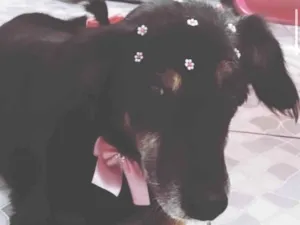 Cachorro raça SRD  idade 6 ou mais anos nome Luisa 