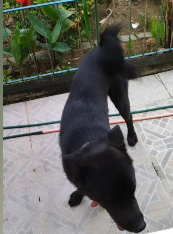 Cachorro ra a Sem Raça Definida idade 1 ano nome Tedy