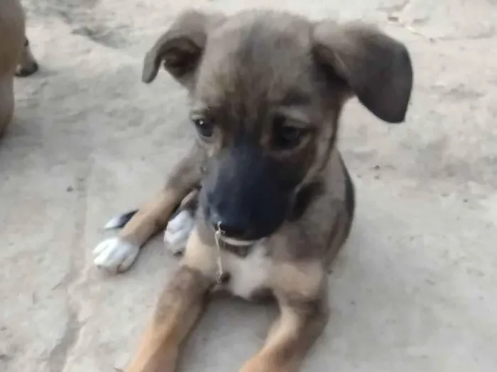 Cachorro ra a Sem raça definida  idade 2 a 6 meses nome Sem nome 