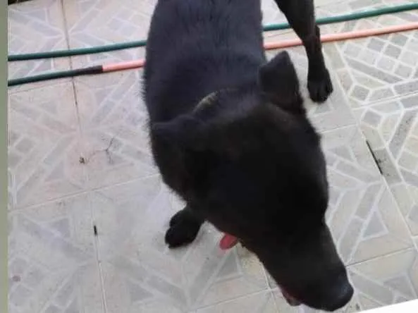 Cachorro ra a Sem Raça Definida idade 1 ano nome Tedy