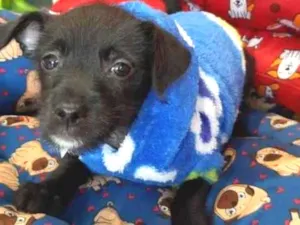 Cachorro raça S/R idade Abaixo de 2 meses nome BIB'S