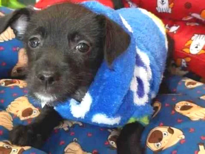 Cachorro ra a S/R idade Abaixo de 2 meses nome BIB'S