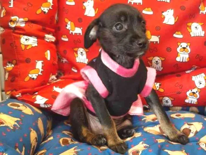 Cachorro ra a S/R idade 2 a 6 meses nome DOCINHO