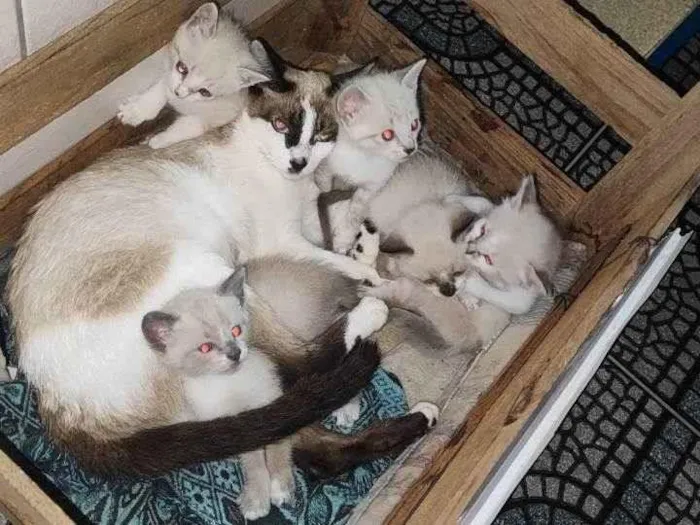 Gato ra a Vira lata idade 2 a 6 meses nome Sem nome 