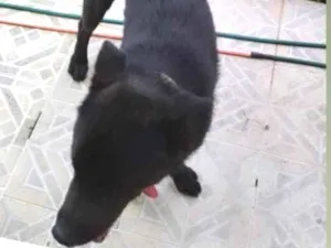 Cachorro raça Sem Raça Definida idade 1 ano nome Tedy