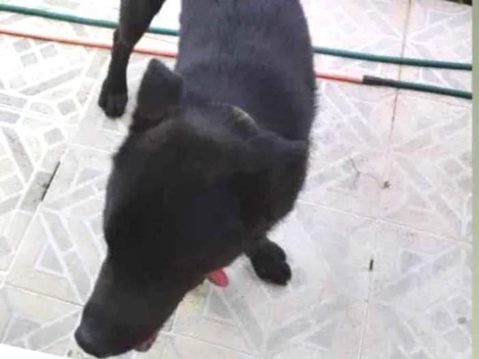 Cachorro ra a Sem Raça Definida idade 1 ano nome Tedy