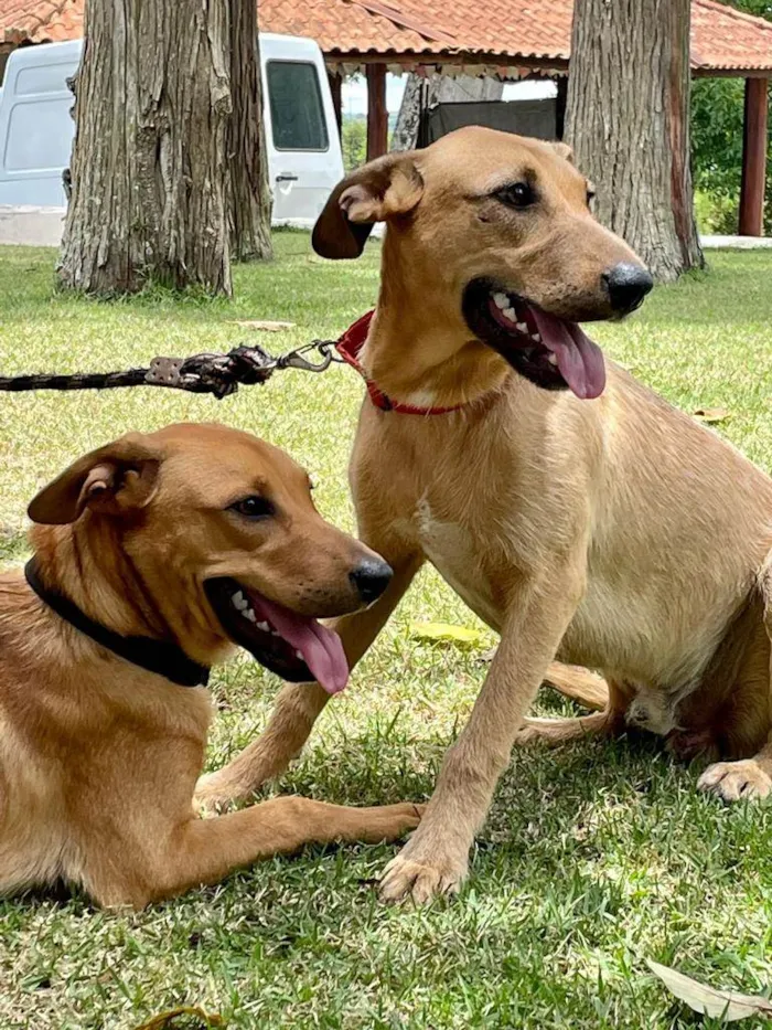 Cachorro raça SRD idade 7 a 11 meses nome Billy Paul