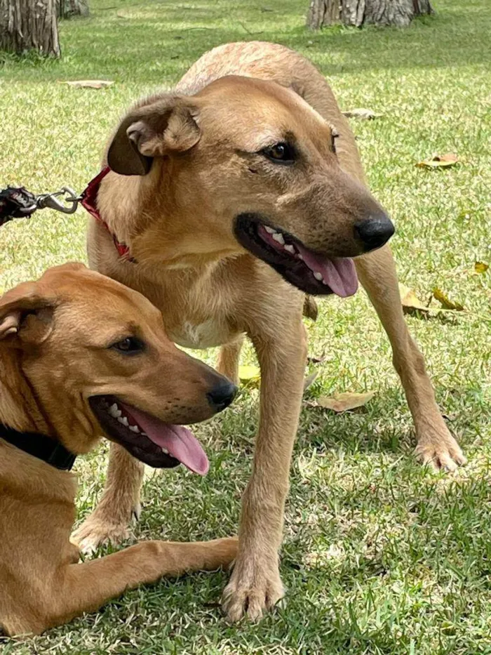 Cachorro raça SRD idade 7 a 11 meses nome Billy Paul