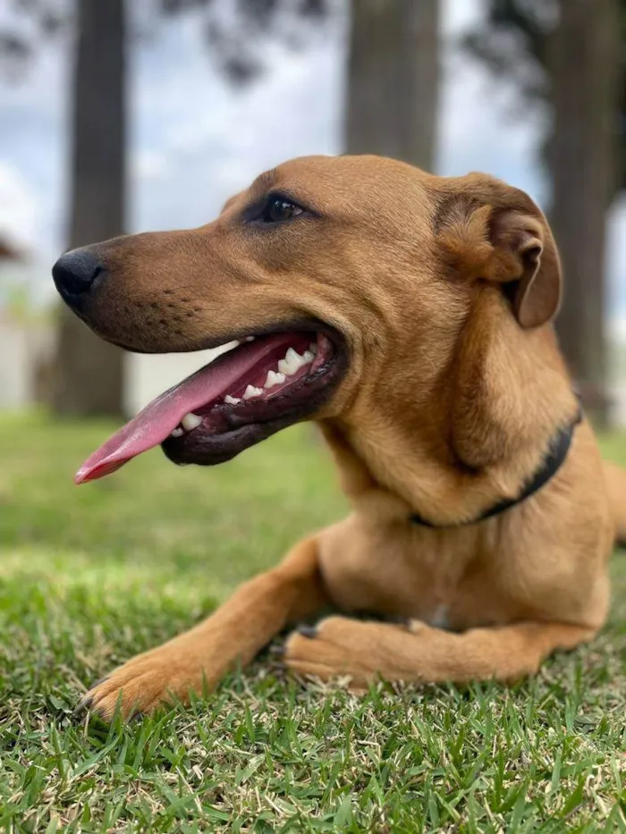 Cachorro raça SRD idade 7 a 11 meses nome Billy Paul