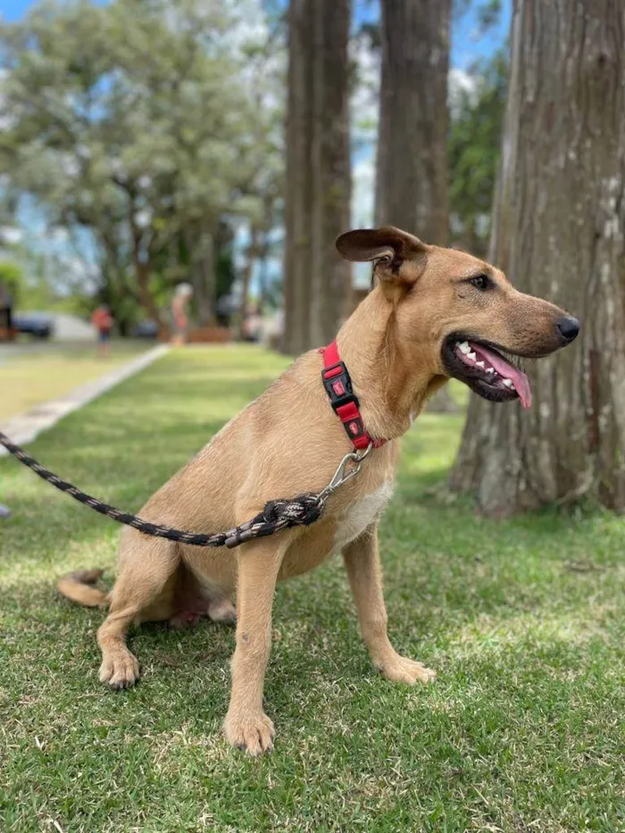 Cachorro raça SRD idade 7 a 11 meses nome Billy Paul