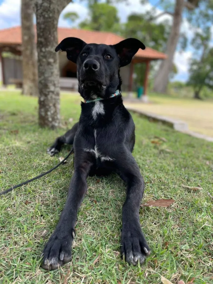 Cachorro raça SRD idade 1 ano nome Pompom