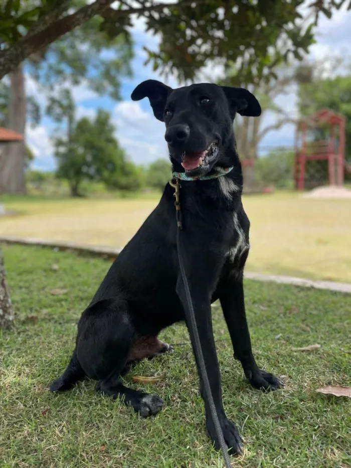 Cachorro raça SRD idade 1 ano nome Pompom
