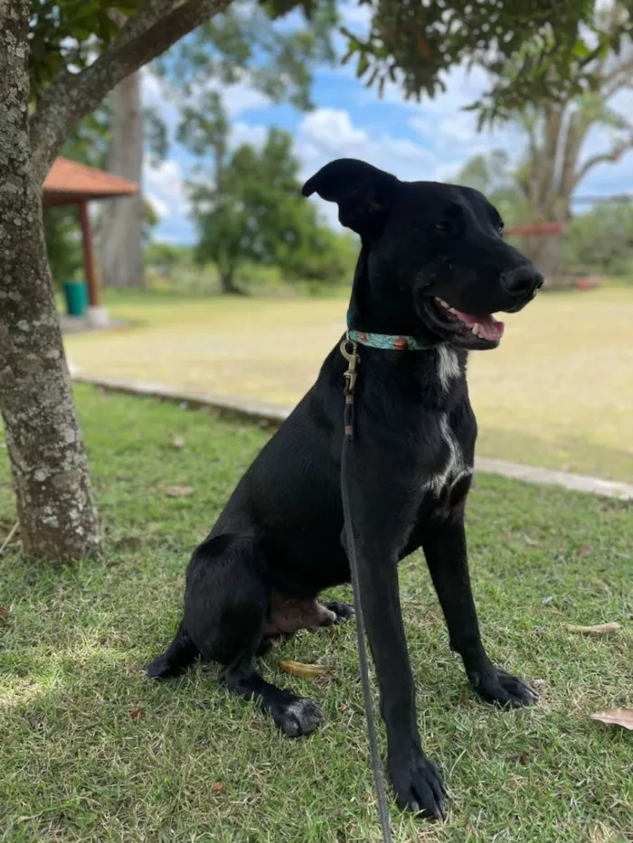 Cachorro raça SRD idade 1 ano nome Pompom