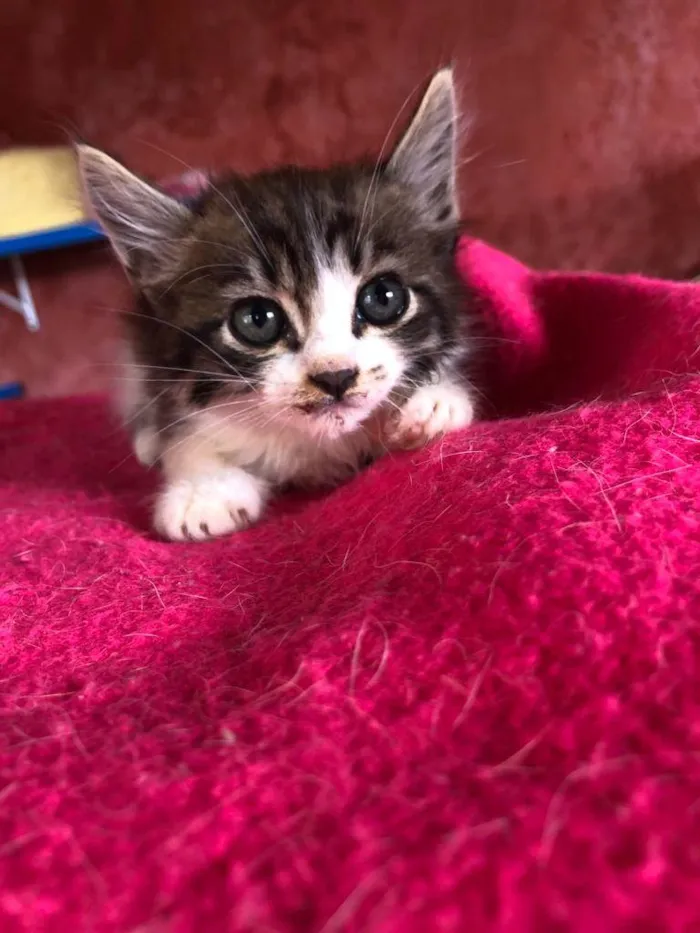 Gato raça SRD idade Abaixo de 2 meses nome Filhotes de 50 dias