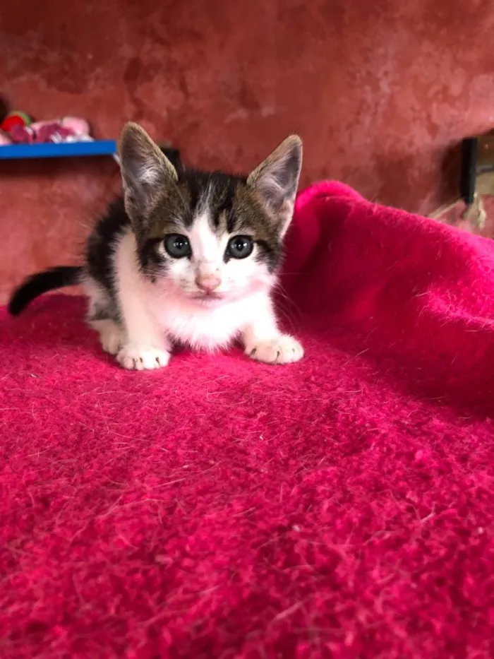 Gato raça SRD idade Abaixo de 2 meses nome Filhotes de 50 dias