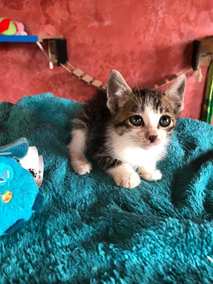 Gato raça SRD idade Abaixo de 2 meses nome Filhotes de 50 dias