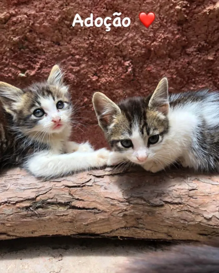 Gato raça SRD idade Abaixo de 2 meses nome Filhotes de 50 dias