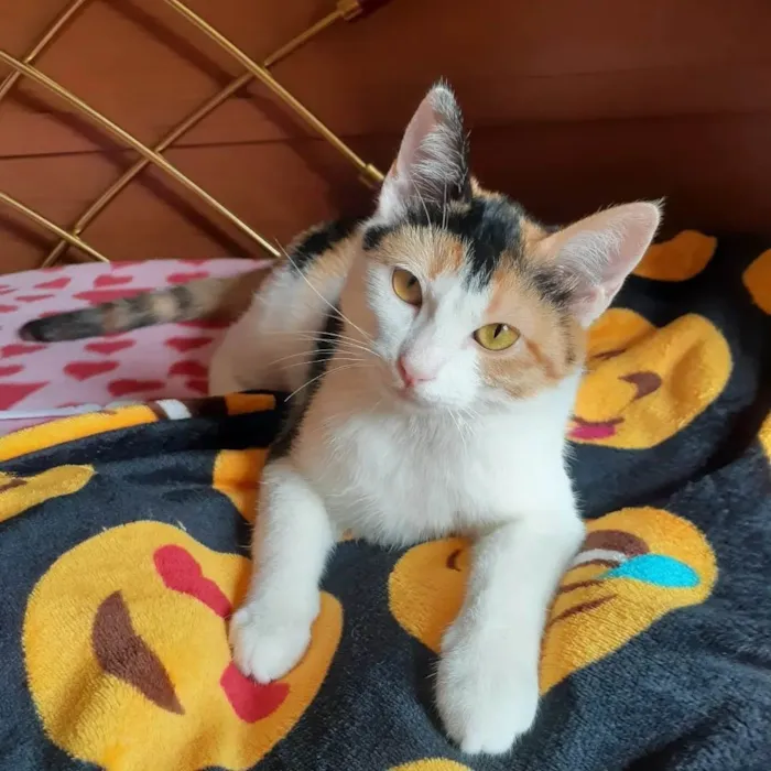 Gato raça Srd idade 2 a 6 meses nome Amora