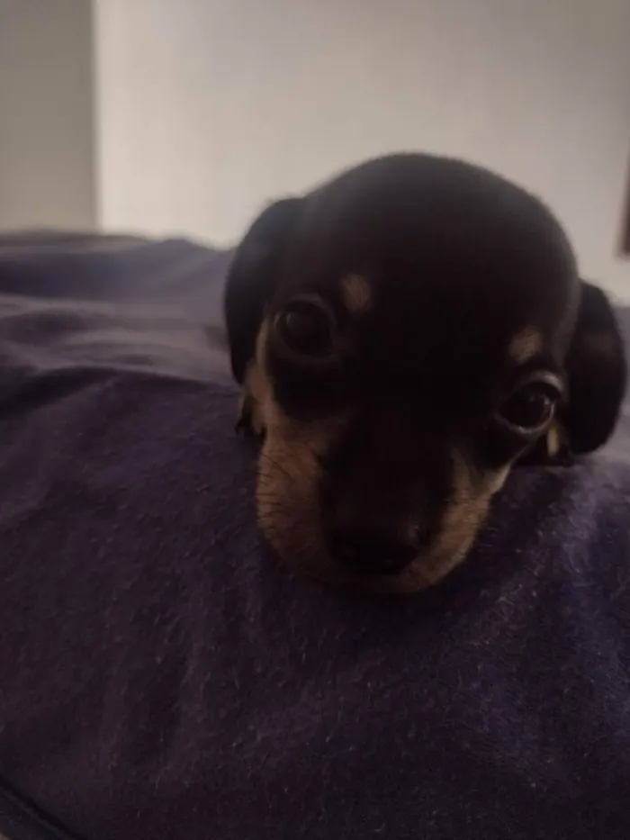 Cachorro ra a Vira lata  idade Abaixo de 2 meses nome Sem nomes 