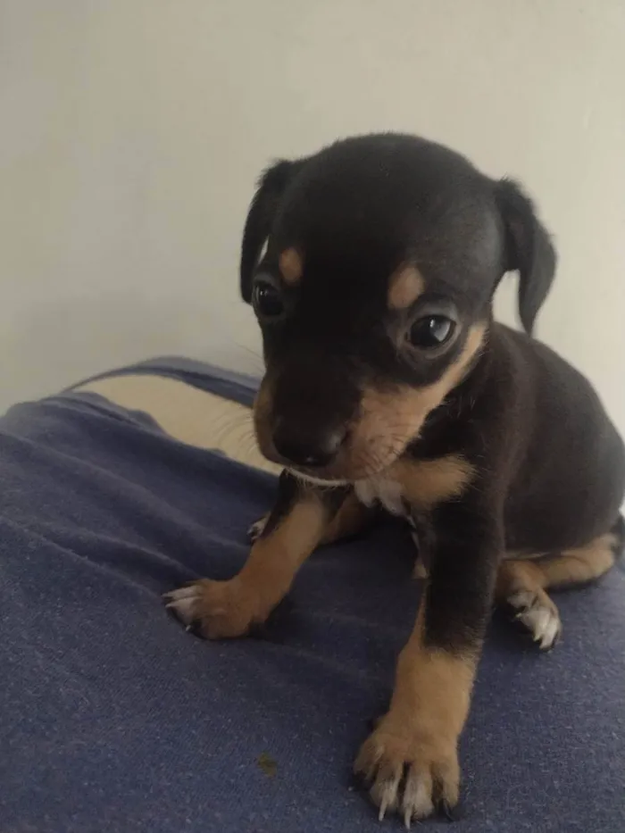 Cachorro ra a Vira lata  idade Abaixo de 2 meses nome Sem nomes 