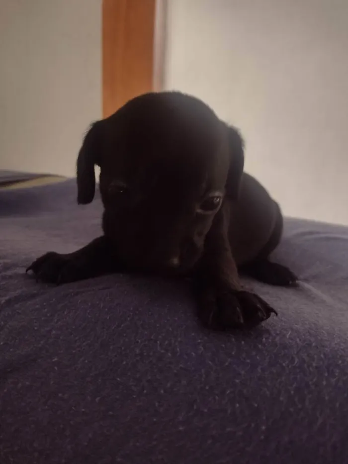 Cachorro ra a Vira lata  idade Abaixo de 2 meses nome Sem nomes 